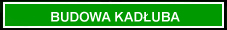 BUDOWA KADUBA